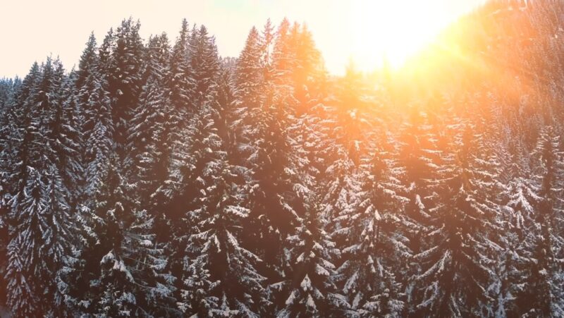 Earth's revolution and seasonal shifts